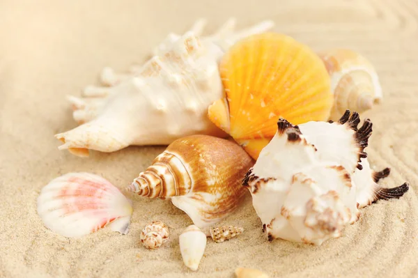 Conchas do mar na praia arenosa — Fotografia de Stock