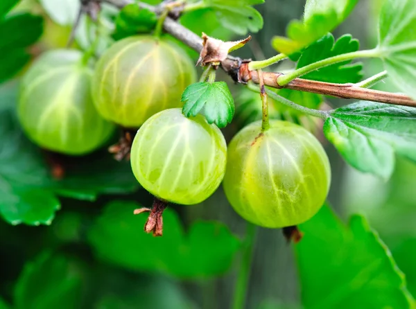 Coltiva l'uva spina matura su un ramo — Foto Stock