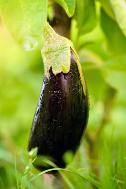 sebze bahçesinde taze patlıcan