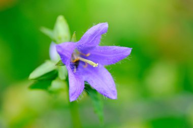 Yaban hayatı içinde çan çiçeği. Bellflower