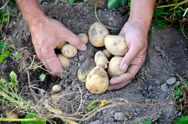 Erkek el bahçesinden taze organik patates hasat