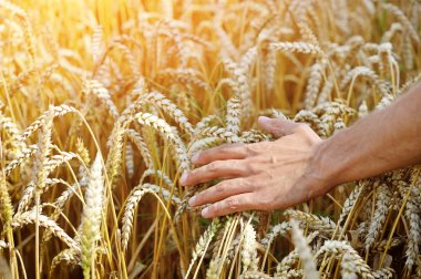 buğday kulakları dokunmadan alanında çiftçi