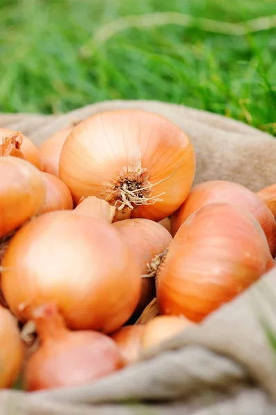 Harvested onions — Stock Photo, Image