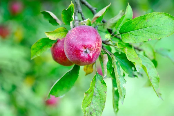 Mele rosse mature che crescono su albero — Foto Stock