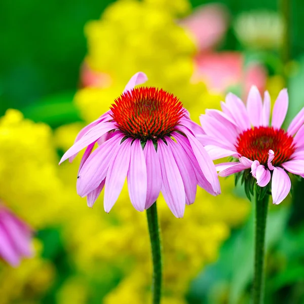 Virágzó Echinacea purpurea, gyógynövény — Stock Fotó