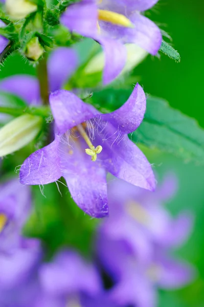 Bellflowers (Campanula) yakın çekim — Stok fotoğraf