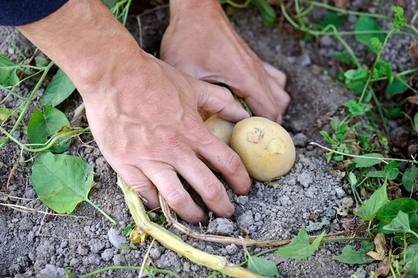 Mężczyzna ręce zbioru świeże ziemniaki organiczne z ogrodu — Zdjęcie stockowe