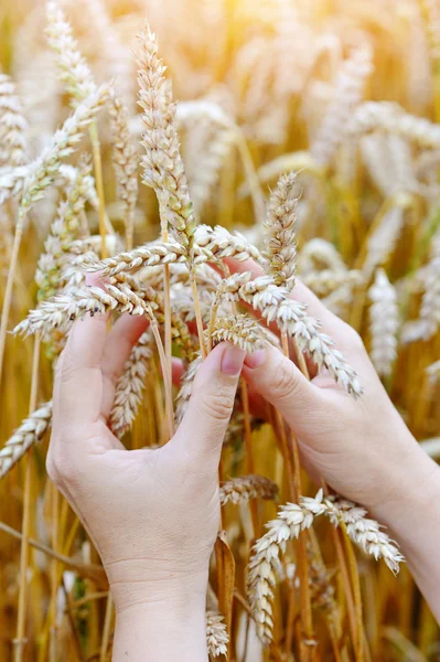 Woman hands with ears of wheat. Close-up — Stock Photo, Image