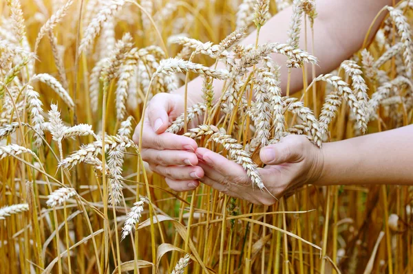 Woman hands with ears of wheat. Close-up — Stock Photo, Image