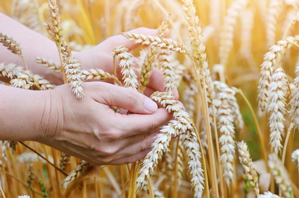 Woman hands with ears of wheat. Close-up — Stock Photo, Image
