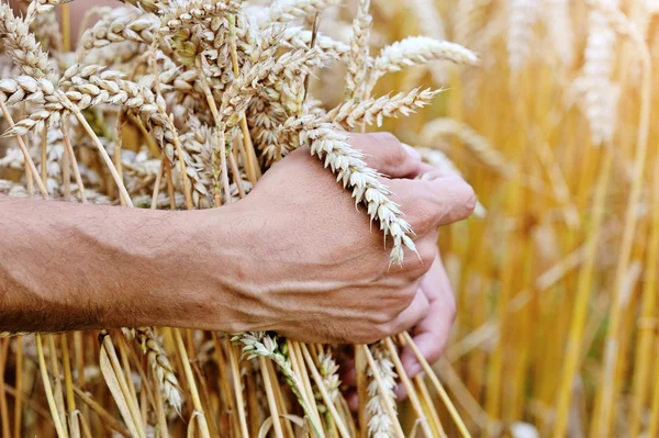 Bauer auf dem Feld berührt seine Weizenähren — Stockfoto