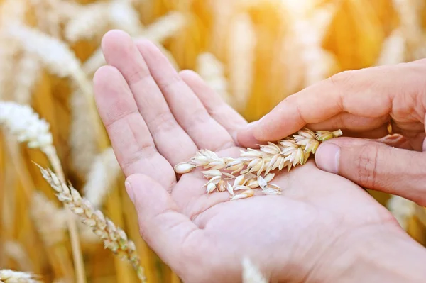 Ripe golden wheat ears in her hand the farmer — Stock Photo, Image