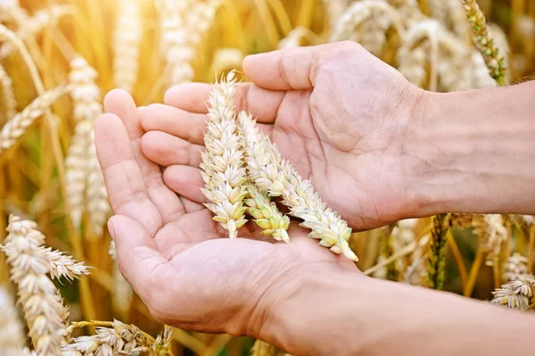 Ripe golden wheat ears in her hand the farmer — Stock Photo, Image