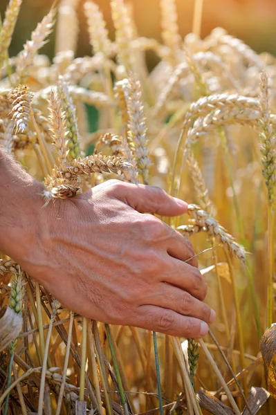 Farmář v poli dotýká uši pšenice — Stock fotografie