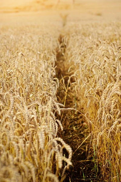 Meadow of wheat on a hot sunny day — Stock Photo, Image