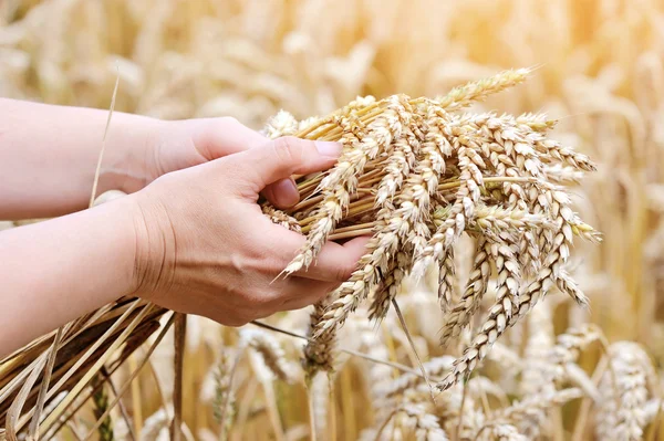 Woman hands with ears of wheat. Close-up — Stock Photo, Image