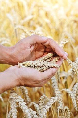 Çiftçinin elinde olgun altın buğday kulakları