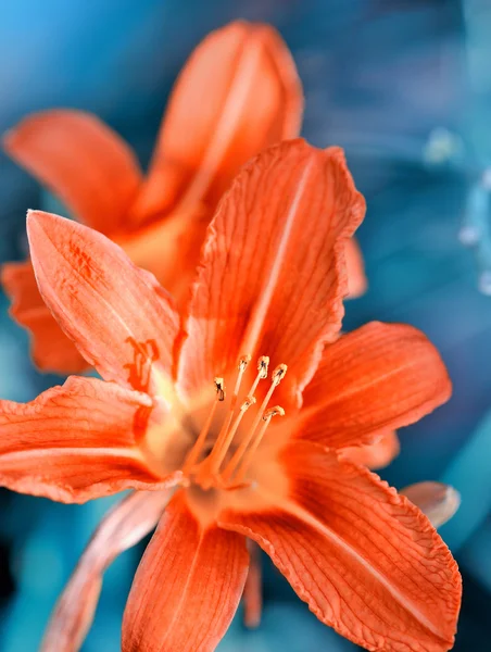 Hemerocallis - De belles fleurs de nénuphars fleurissent dans le jardin — Photo