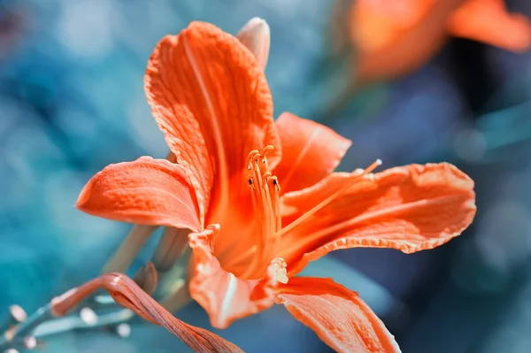 Hemerocallis - Flores diurnas bonitas florescem no jardim — Fotografia de Stock