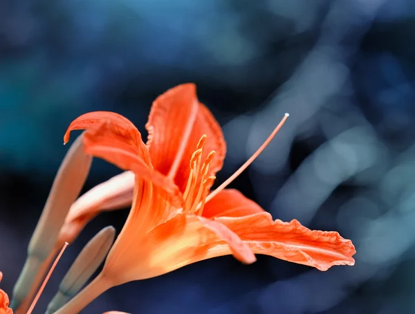 キスゲ - 庭の花が美しいカンゾウ — ストック写真