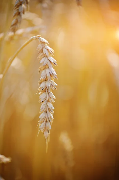 Ripe ear wheat. Close-up — Stock fotografie