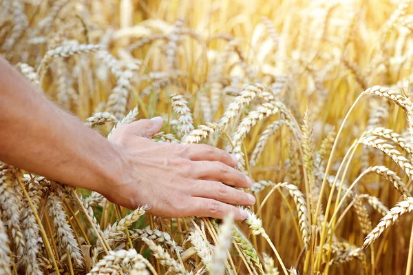 Farmer in campo toccando le sue spighe di grano — Foto Stock