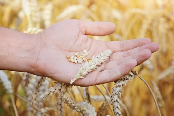 Las espigas maduras de trigo de oro en su mano el agricultor — Foto de Stock