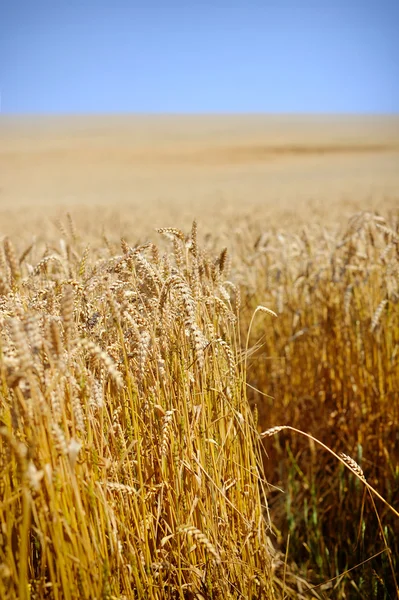 Campo de trigo contra um céu azul — Fotografia de Stock