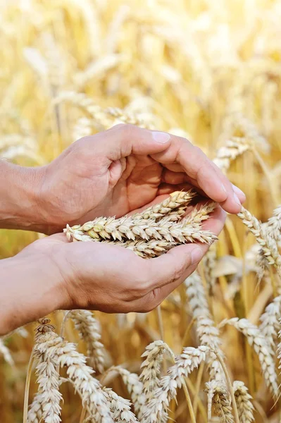 Ripe golden wheat ears in her hand the farmer — Stock Photo, Image