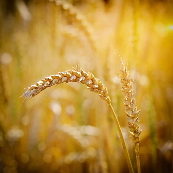 Ripe ears wheat. Close-up — Stock Photo, Image