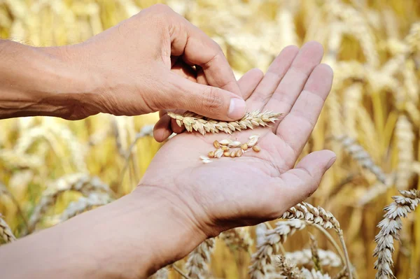 Rijp gouden tarwe oren in haar hand de boer — Stockfoto