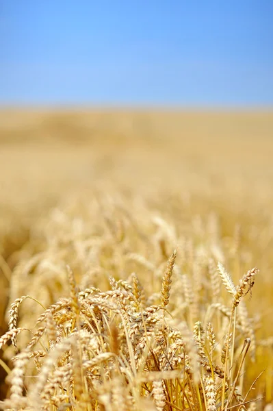 Wheat field against a blue sky, can be used as a background — Stock Photo, Image