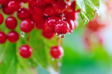 Guelder rose, Viburnum opulus, red berries with dew