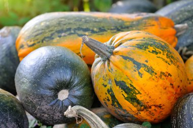 Bir alan üzerinde hasat kabaklar