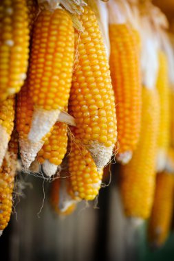 Kurutulmuş mısır koçanı asılı