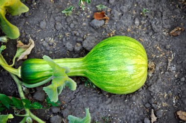 Kabak şekilli şişeler bahçede büyür