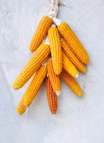 Dried corn cobs — Stock Photo, Image