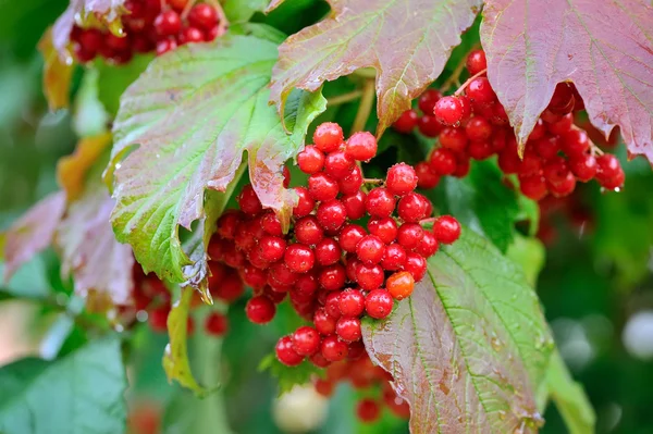 Guelder rose, Viburnum opulus, um monte de bagas vermelhas com orvalho — Fotografia de Stock