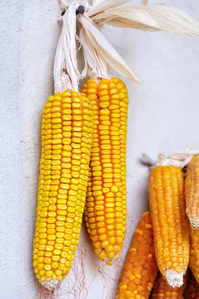 Dried corn cobs — Stock Photo, Image
