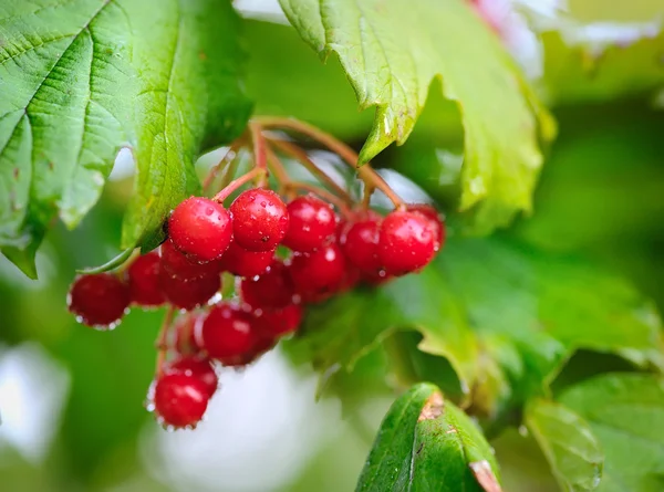 Guelder rose, Viburnum opulus, massa röda bär med dagg — Stockfoto