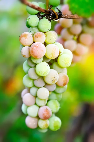 Bunch of pink grapes on vine — Stok fotoğraf