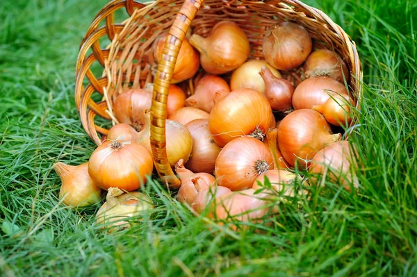 Cebollas frescas en canasta sobre hierba —  Fotos de Stock