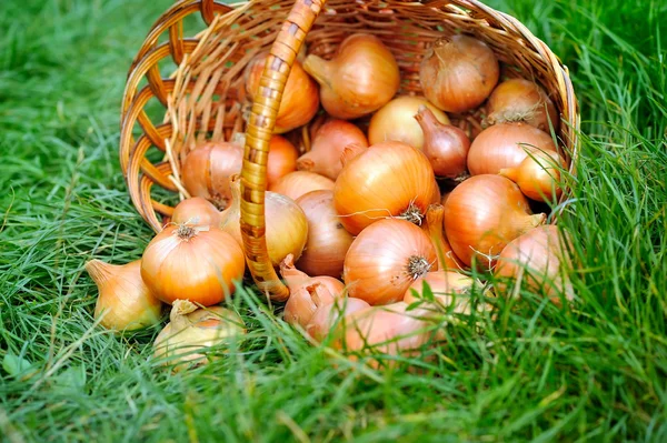 Oignons frais dans le panier sur l'herbe — Photo