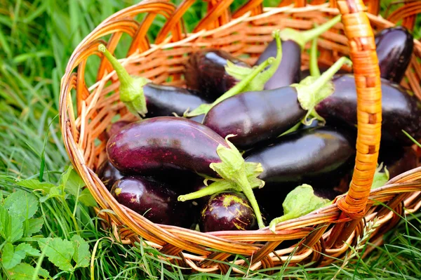 Verse aubergine in mand op gras — Stockfoto