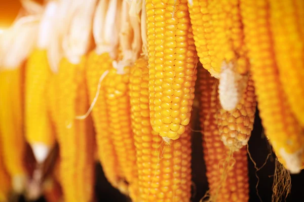 Dried corn cobs hanging — Stock Photo, Image