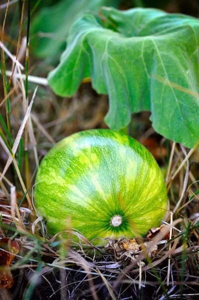 Green pumpkin growing on the vegetable patch — Stock Photo, Image