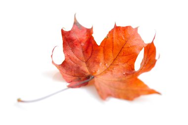 Sonbahar akçaağaç yaprağı beyaz arkaplanda izole edildi