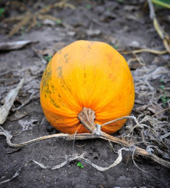 Olgun turuncu kabak asma, sonbahar alanına ile
