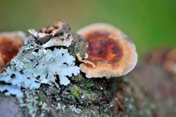 Cogumelo de close-up (Ganoderma lucidum) e líquen — Fotografia de Stock