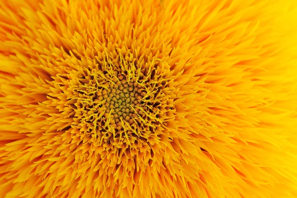 Macro de tournesol décoratif — Photo